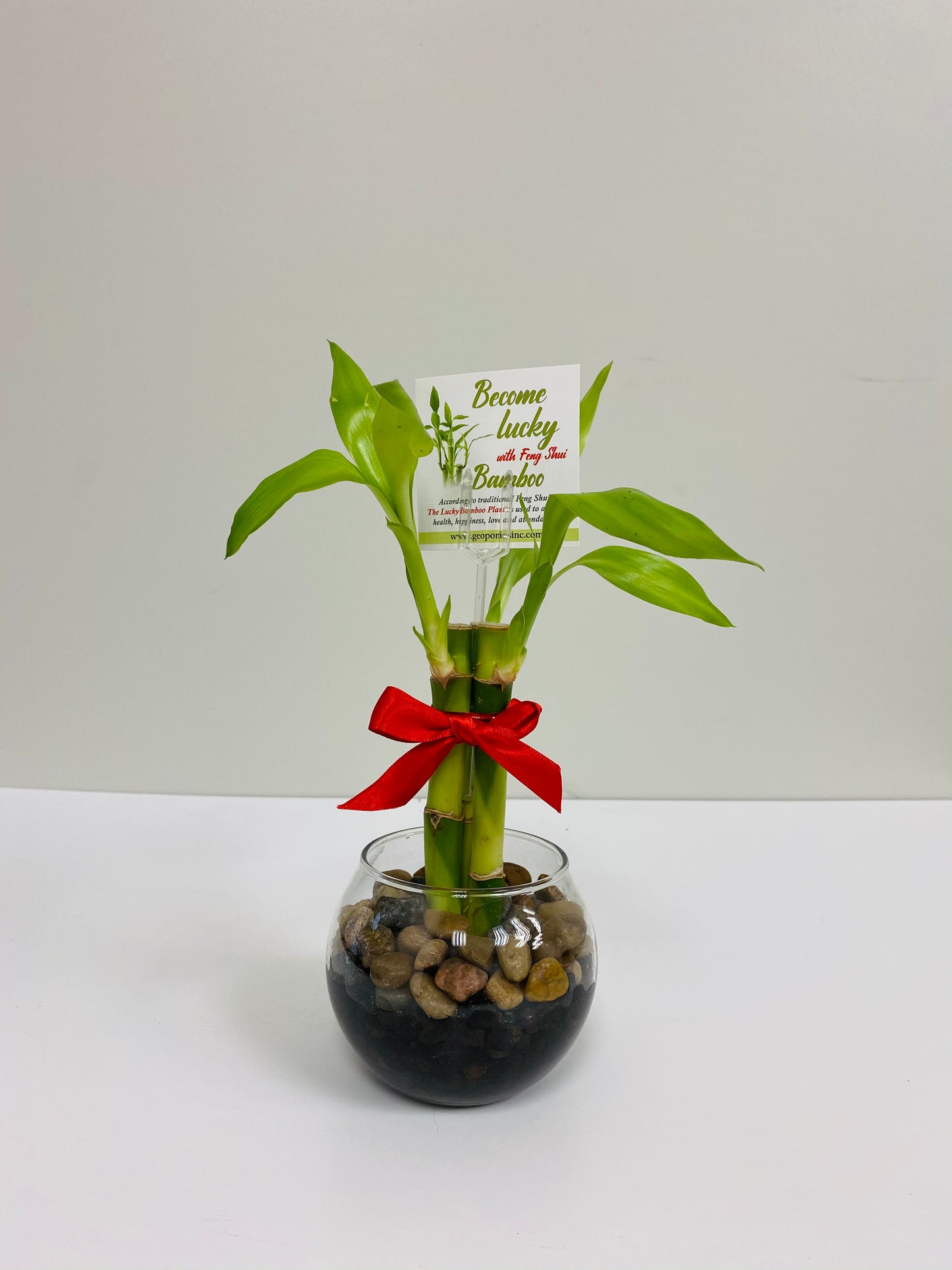 Feng Shui Lucky Bamboo (3 Stalks)