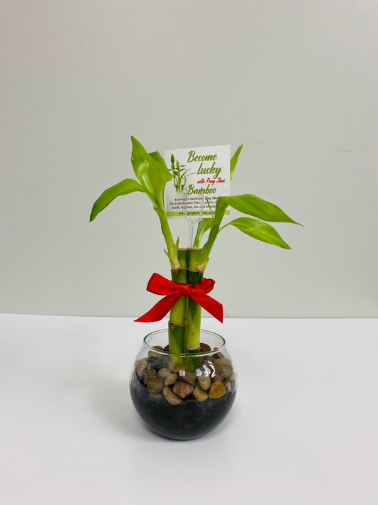 Feng Shui Lucky Bamboo (3 Stalks)