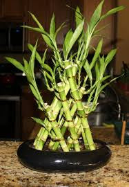 Pyramid 3lyre lucky bamboo