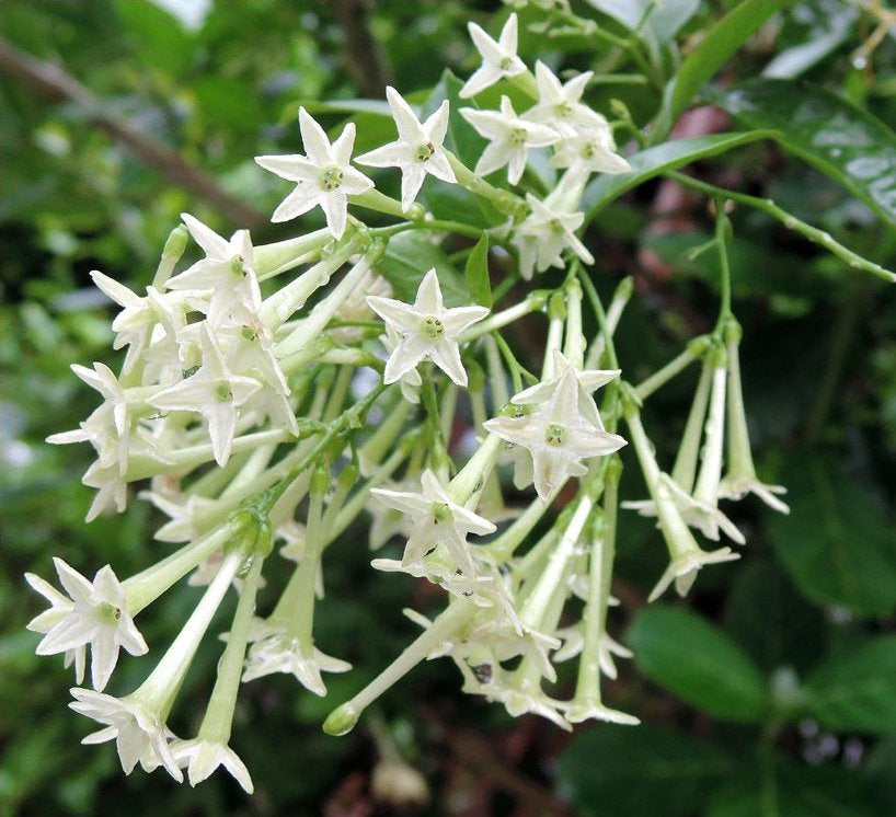 Cestrum Night Blooming Jasmine (grower pot)