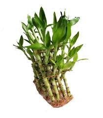 Pyramid 3lyre lucky bamboo