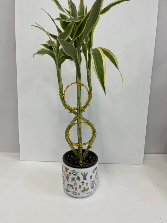 Lucky bamboo Eight