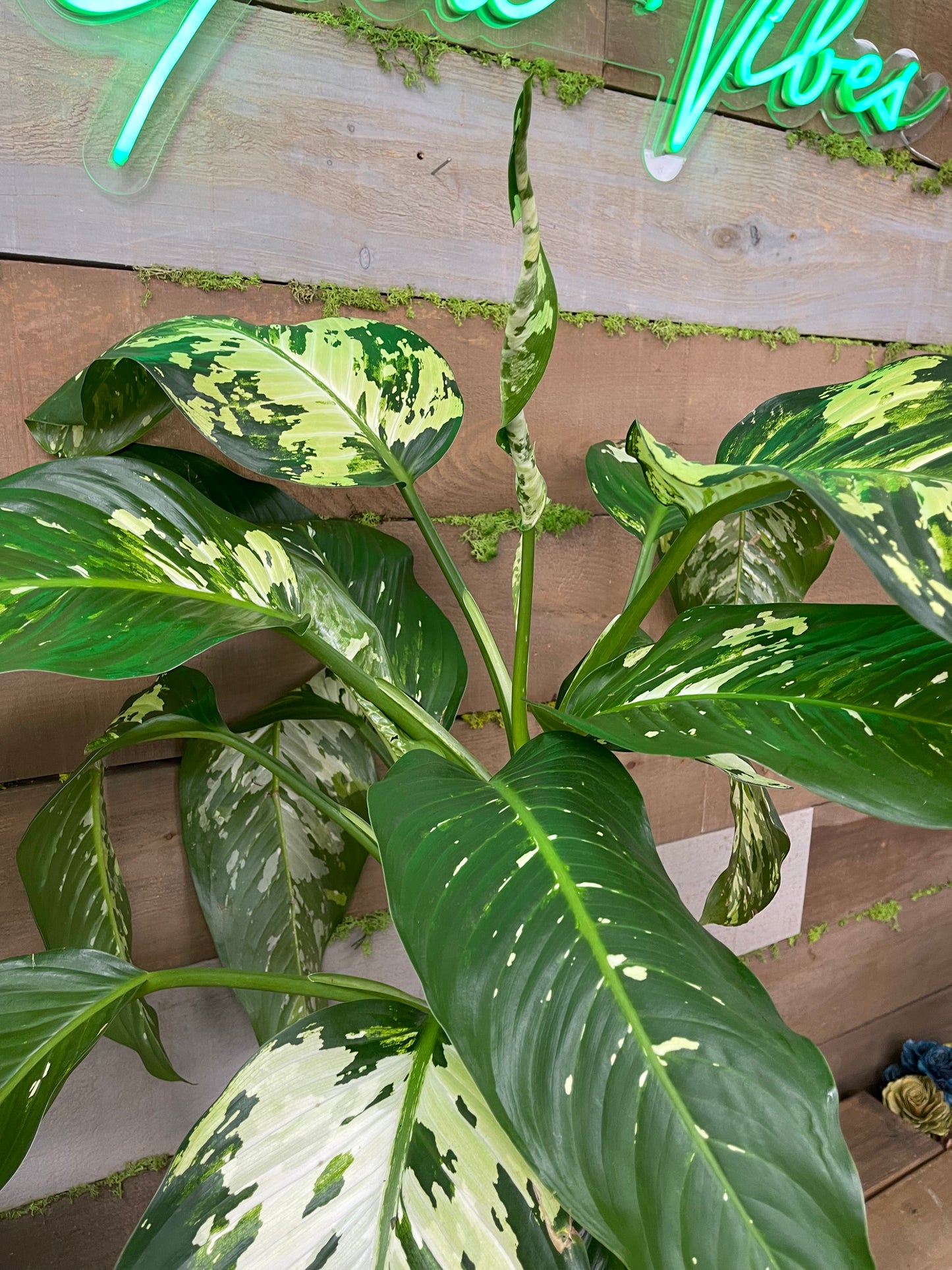 Dieffenbachia variegated 10” pot