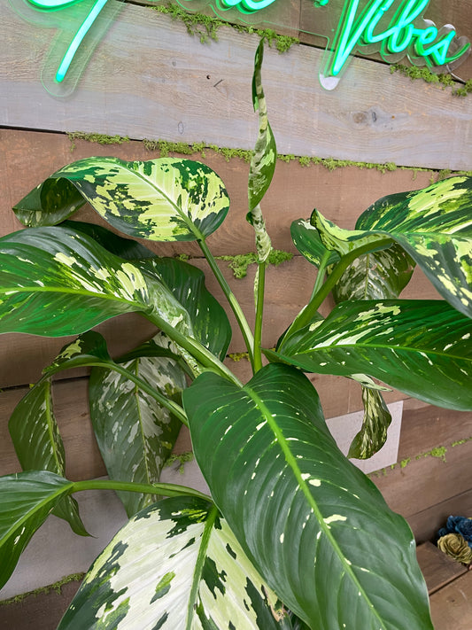 Dieffenbachia variegated 10” pot