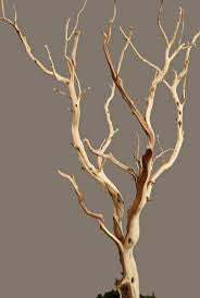 Manzanita wood Tree branch 6’