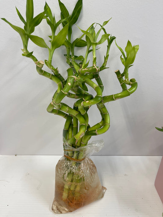 8” spiral lucky bamboo