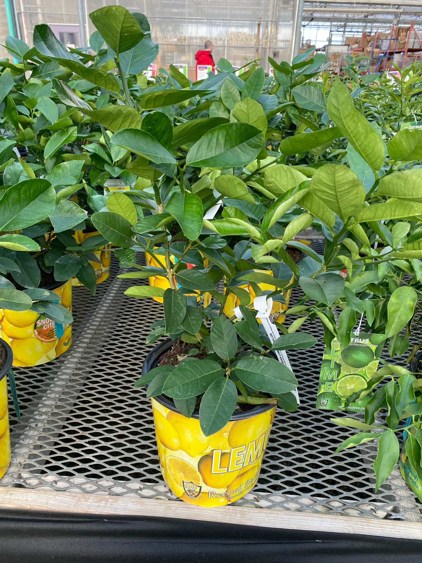 Citrus Lemon Tree