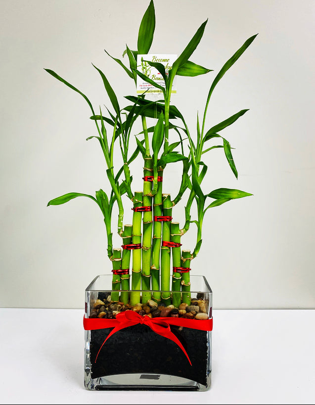 Feng Shui Lucky Bamboo (8 Stalks)