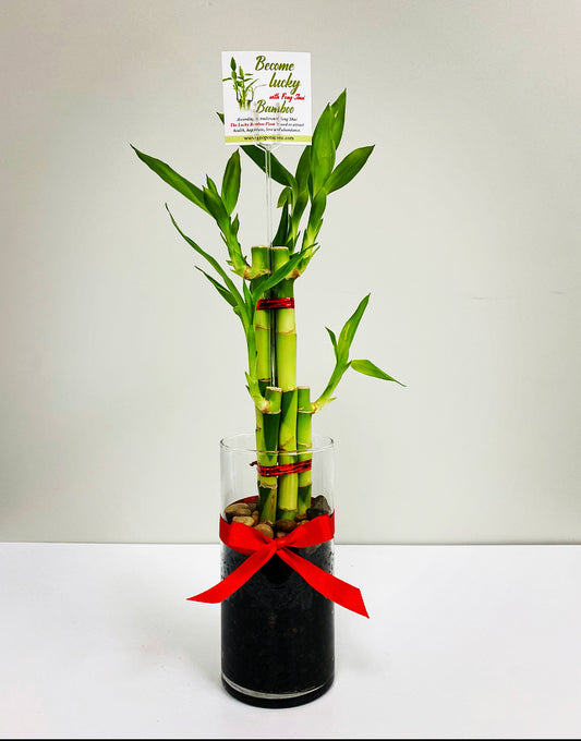 Feng Shui Lucky Bamboo (6 Stalks)