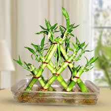 Pyramid 3lyre lucky bamboo