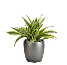 Dracaena Lemon Lime