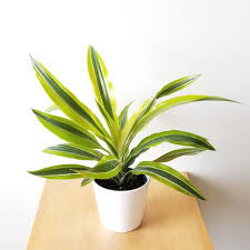 Dracaena Lemon Lime