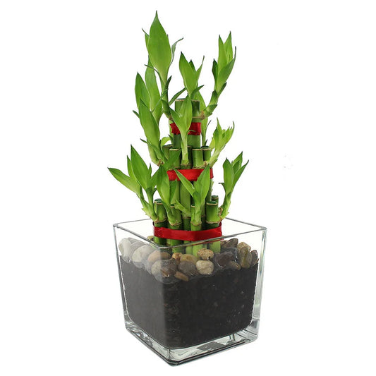 Pheng Shui  (lucky bamboo 21 stems)