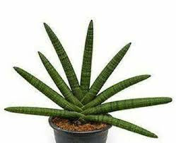 Sanseveria Starfish 10" Grower Pot