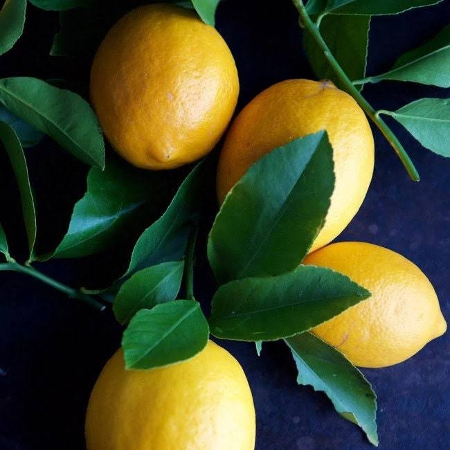 Citrus Lemon Tree