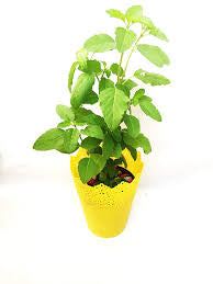 Holy Basil Tulsi growing pot