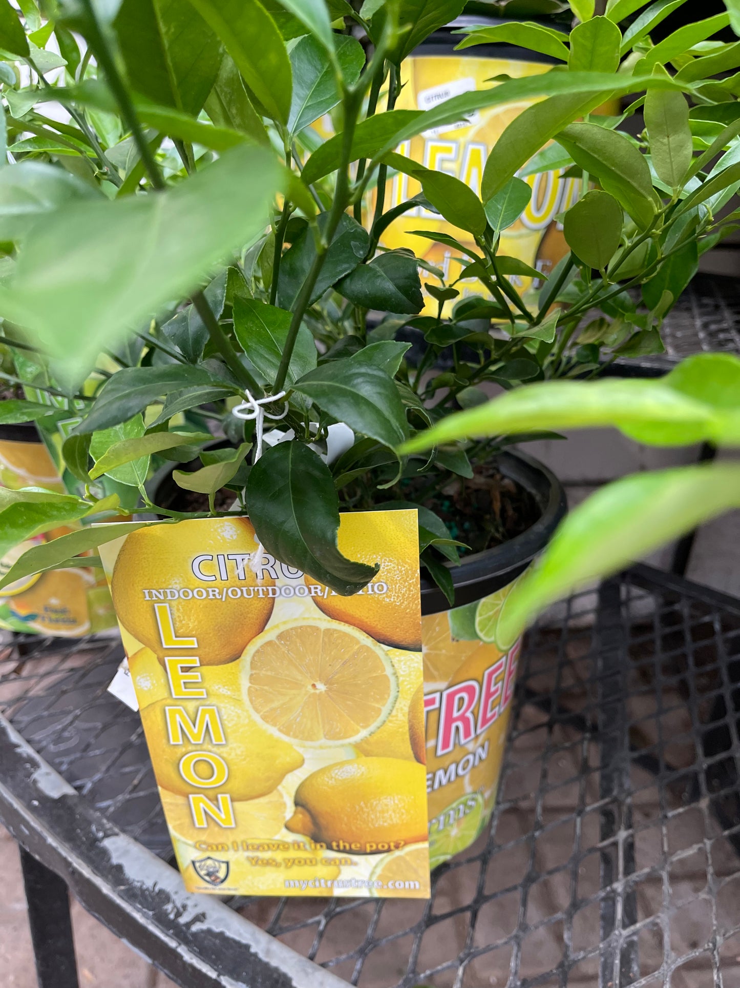 Citrus Lemon Tree