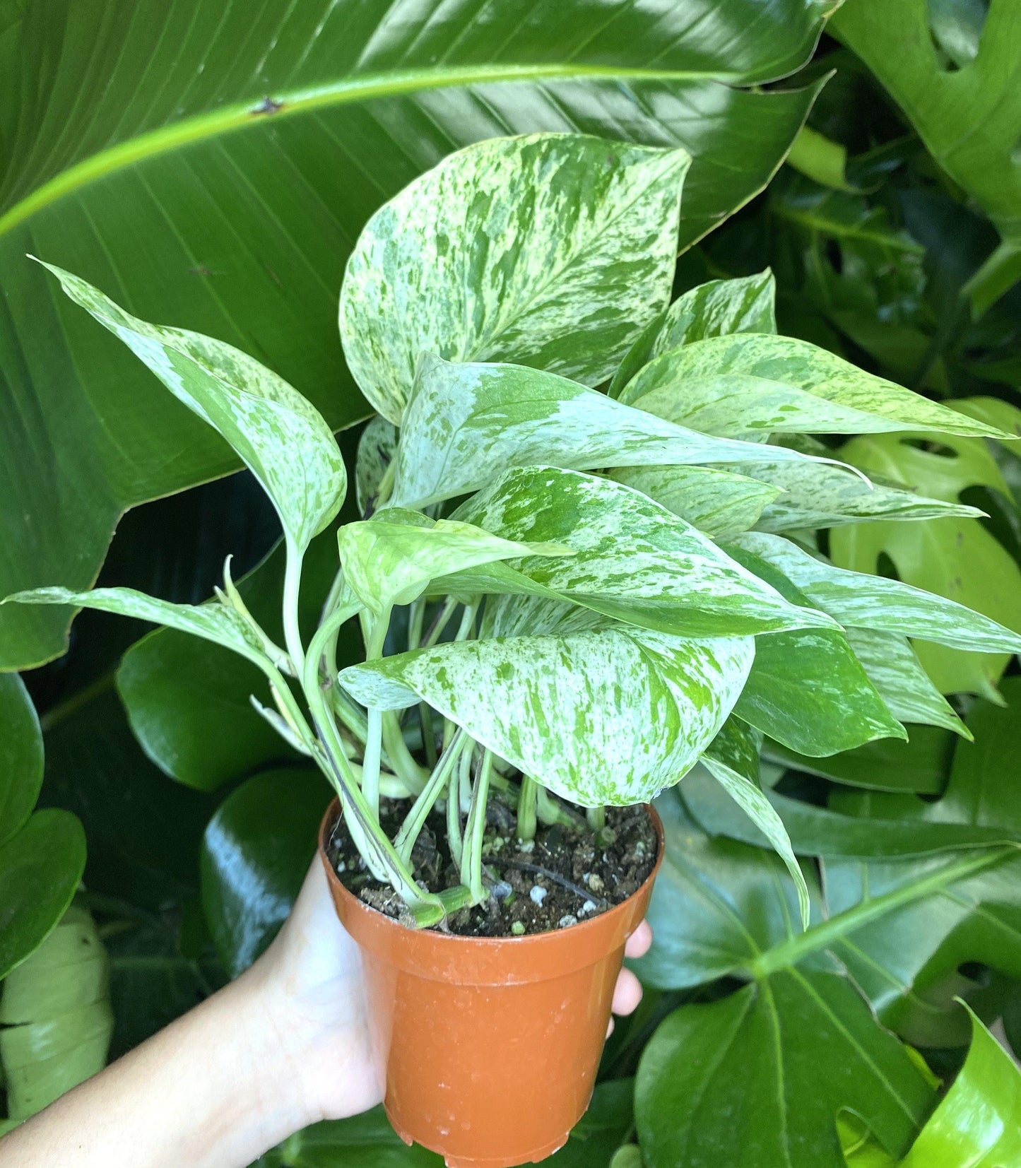 Marble Queen (3.5" /4" /6" Grower Pot) - Geoponics Inc