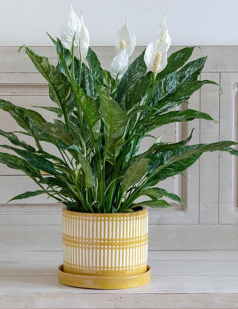 Peace lily variegated