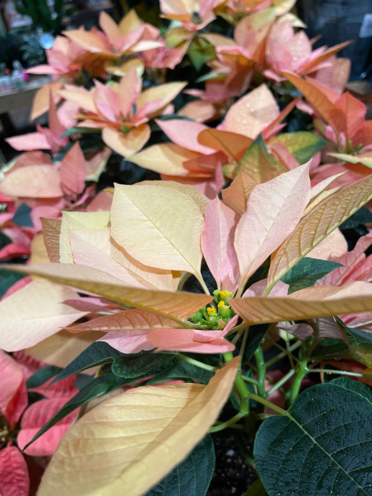 Poinsettia 6”(assorted color)