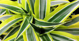 Dracaena Lemon Lime