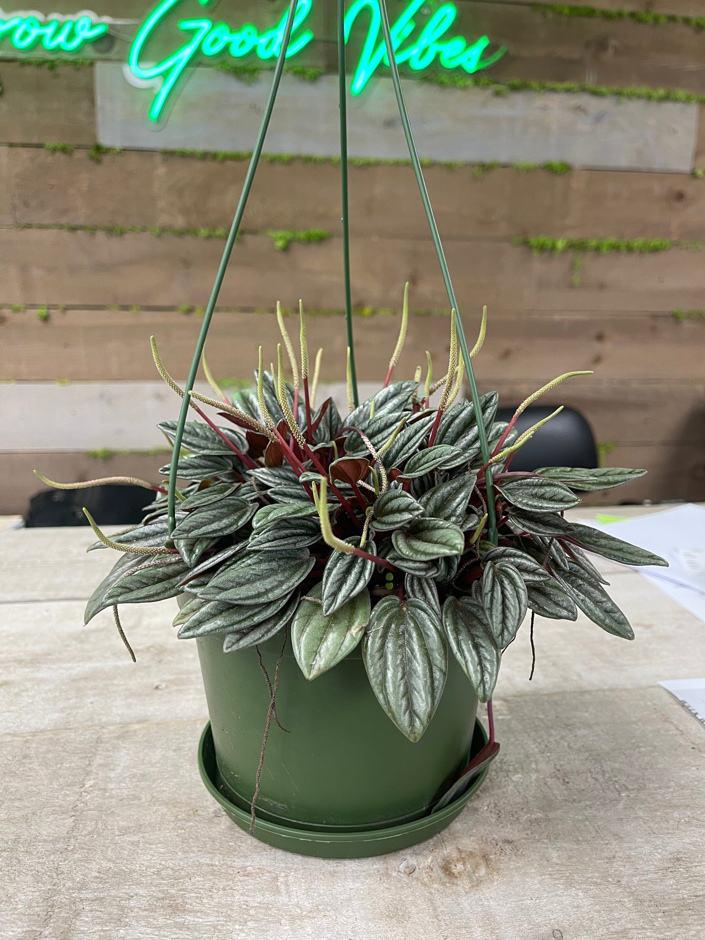 Peperomia Rosso 6” growing pot