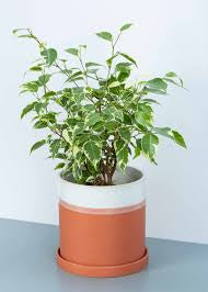 Ficus Benjamina 6  “ growing pot (assorted color green/light green/white and green