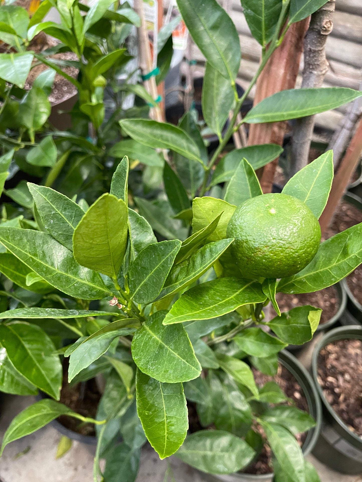 Orange 10”(citrus Navel/Owari  Mandarin/Blood orange)