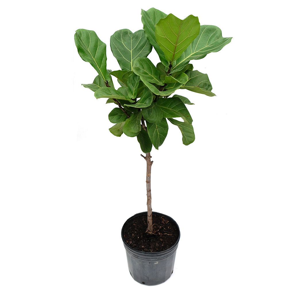 Fig Tree 10” Grower Pot