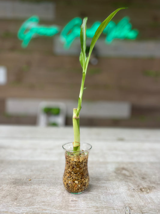 Feng Shui Lucky Bamboo (one stalk)