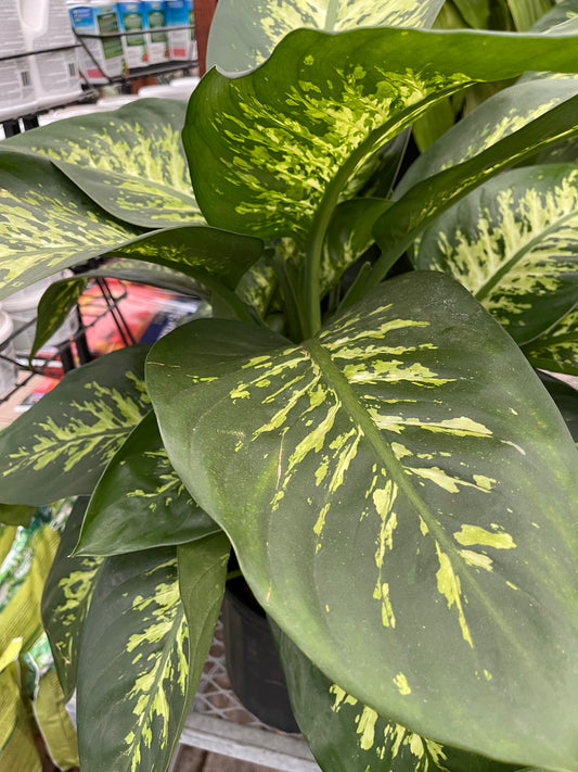 dieffenbachia (growing pot