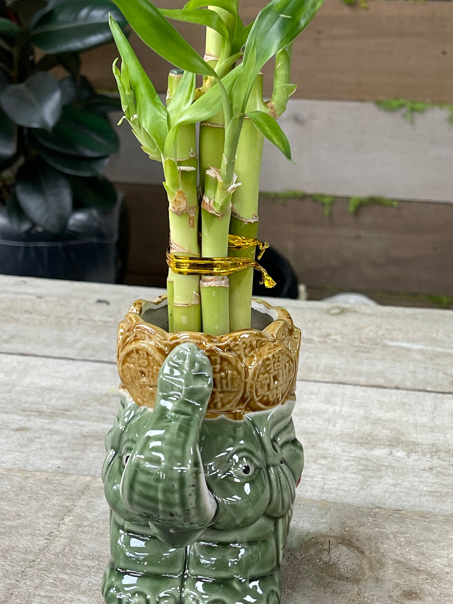 Large Elephant Bamboo Kit