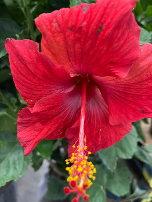 Hibiscus 10”assorted color