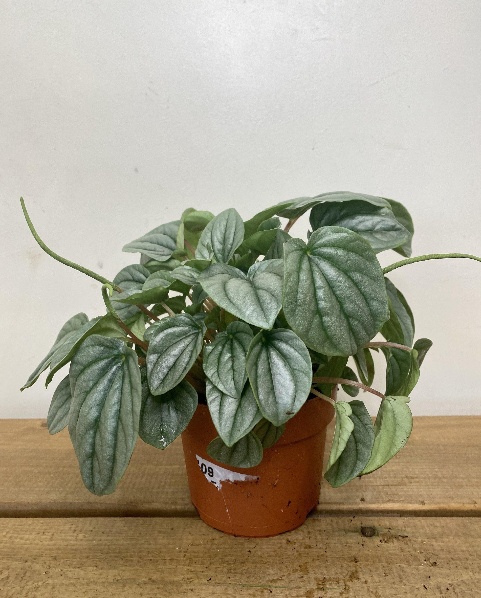 5" Peperomia Frost - Geoponics Inc