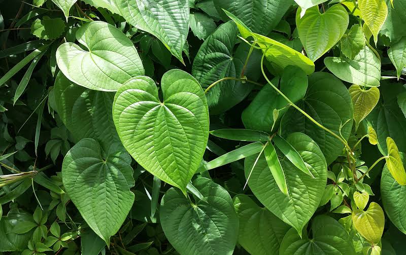 Betel (paan)