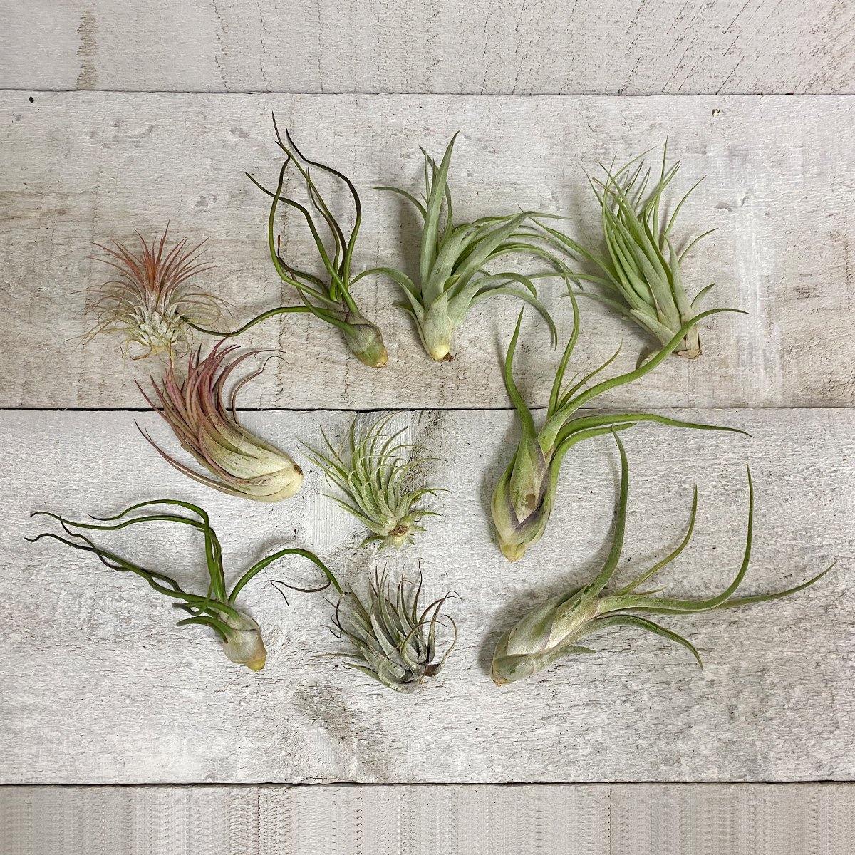 Deluxe Air Plant Bundle (Assorted) - Geoponics Inc