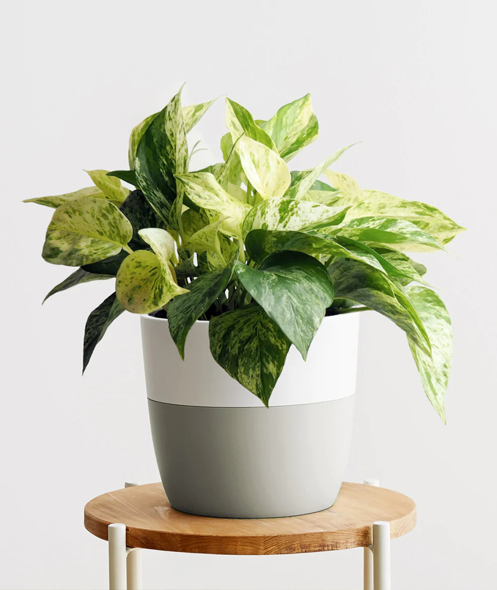 Marble Queen Pothos