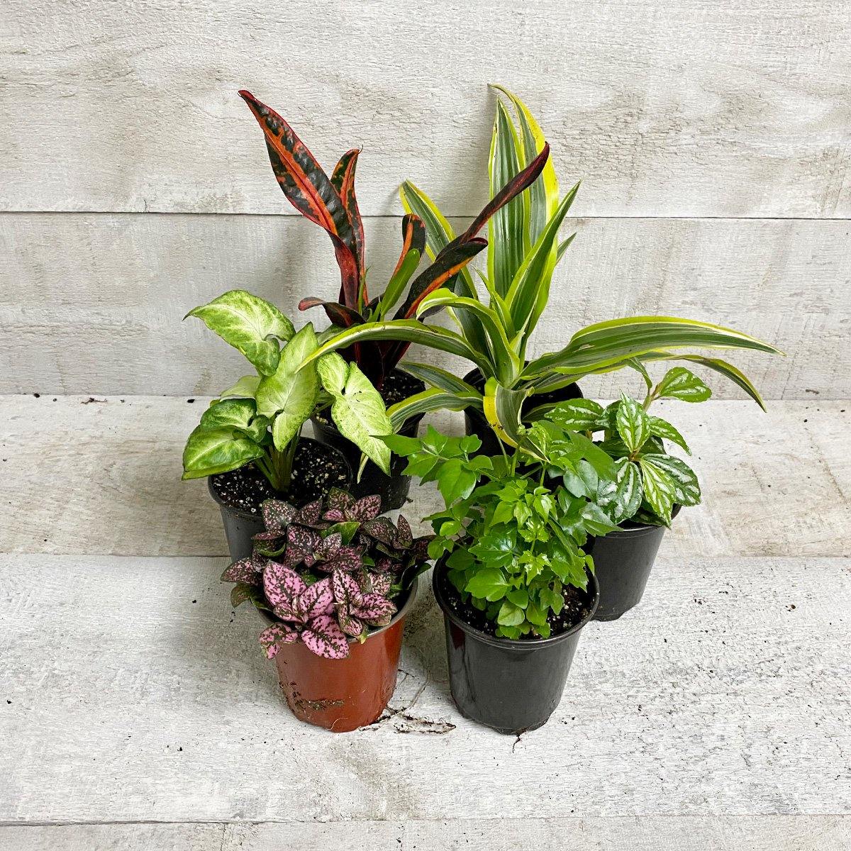 TROPICAL HOUSEPLANT BUNDLE (Multi-Packs) (Assorted) - Geoponics Inc