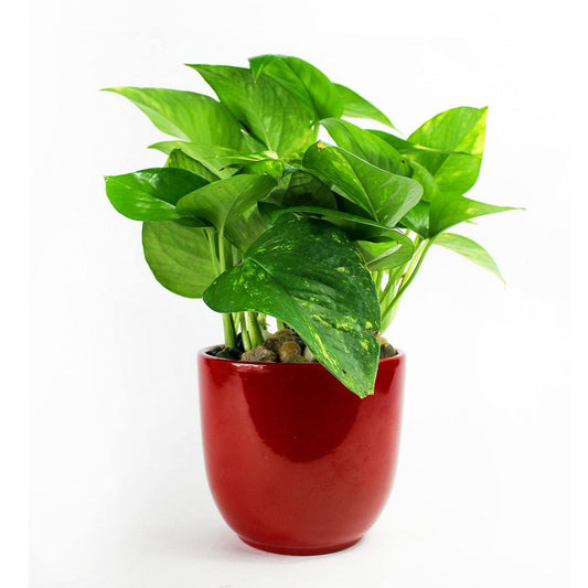 Ceramic Pothos - Geoponics Inc