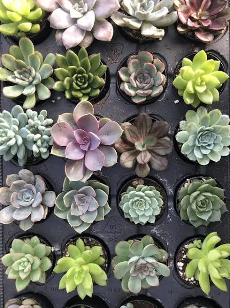 2.25" Plant Baby Succulents tray