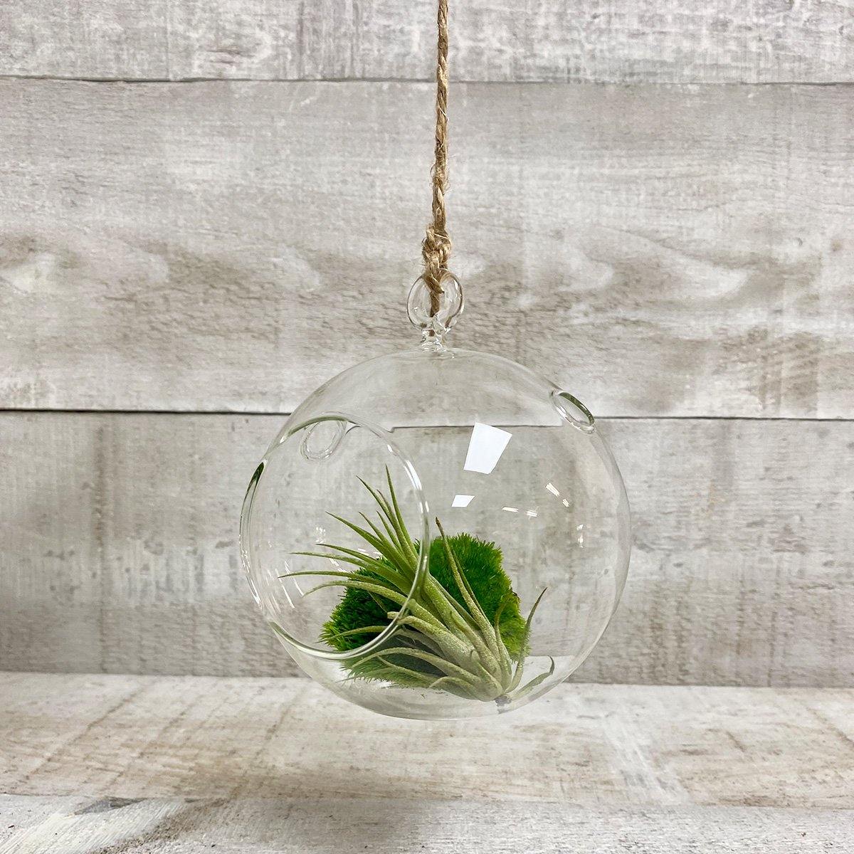 5" Glass Globe Terrarium - Plant Club | Geoponics