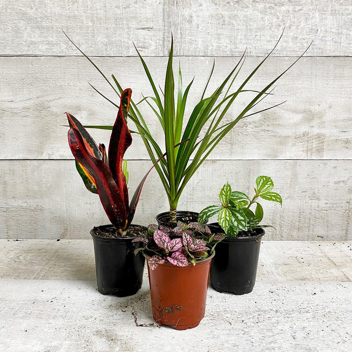 TROPICAL HOUSEPLANT BUNDLE (Multi-Packs) (Assorted) - Geoponics Inc