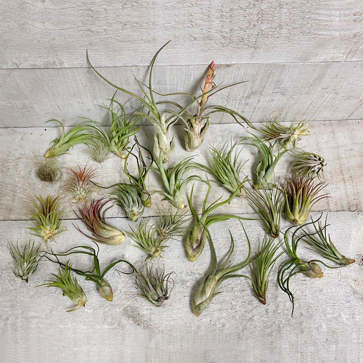 Deluxe Air Plant Bundle (Assorted) - Geoponics Inc